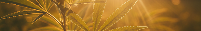 feuilles de cannabis avec le soleil qui passe à travers